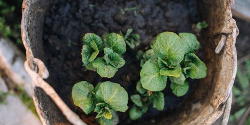 Как выращивать картофель в вазонах