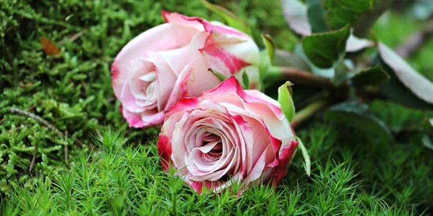 Как добиться цветения роскошных роз