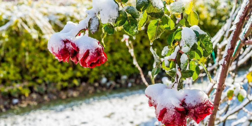 Как правильно укрывать розы на зиму