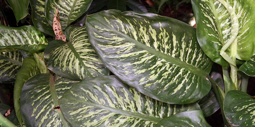 Диффенбахия – красавица с узорными листьями