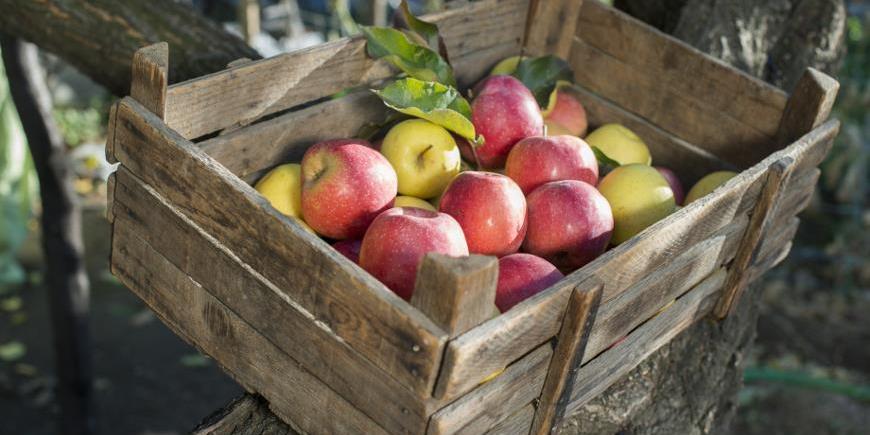 5 лучших способов хранения яблок на зиму