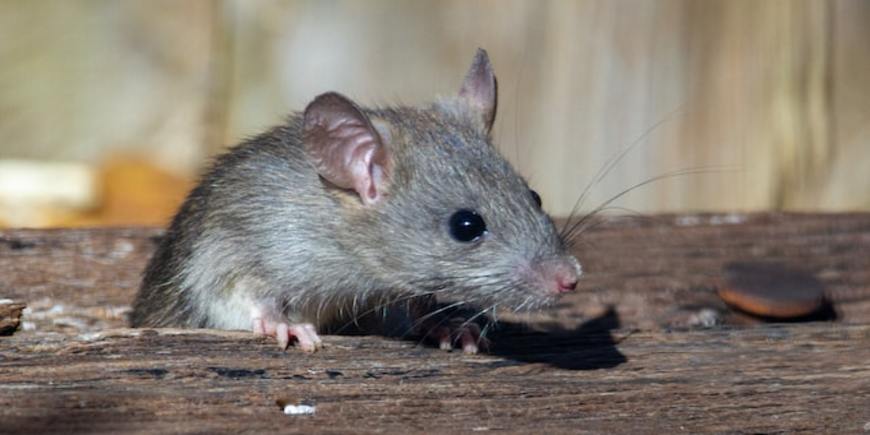 Почему на дачах зимой заводятся мыши