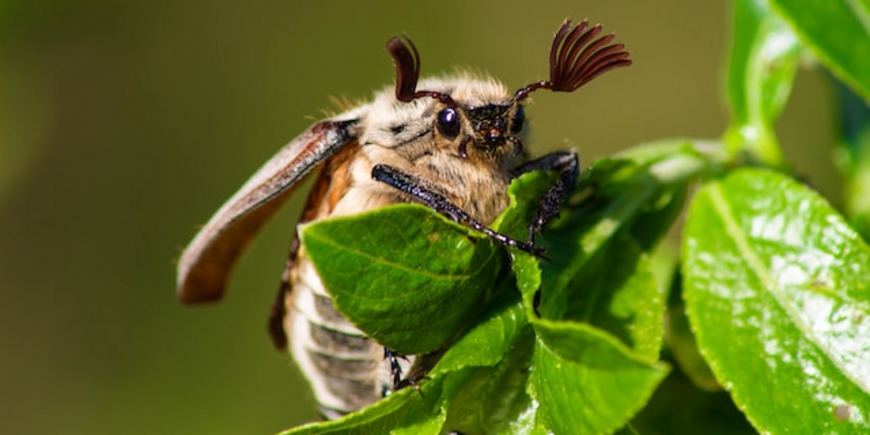 Как защитить растения от майского жука
