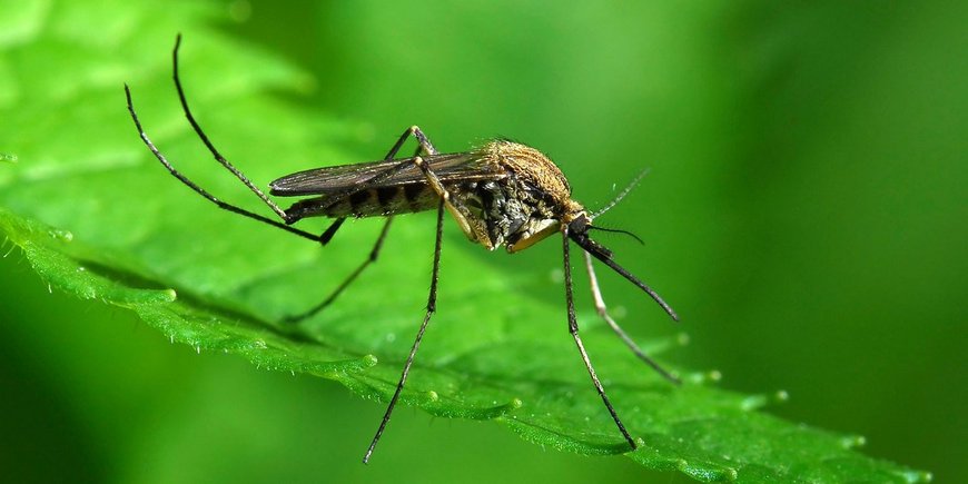 Как прогнать с дачного участка комаров