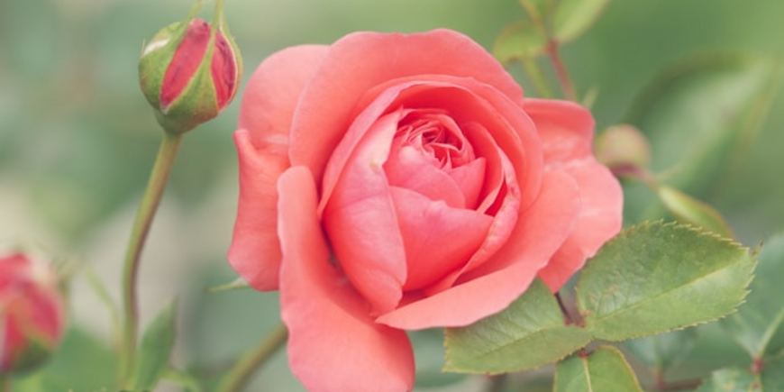 Как вырастить розу из подарочного букета