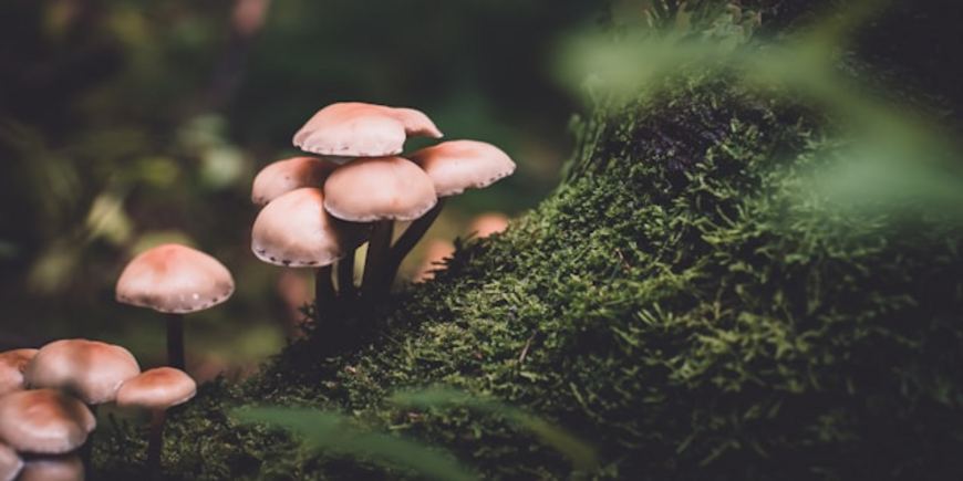 Какие грибы нельзя выращивать на даче