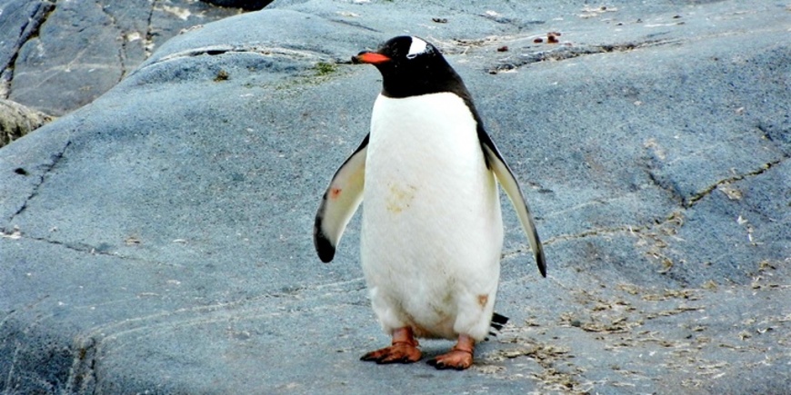 Напольный «пингвин»