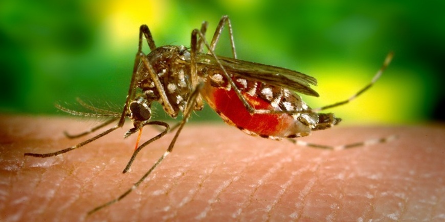 Чем опасны комариные укусы