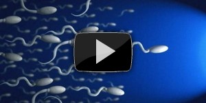Создан биомеханический сперматозоид