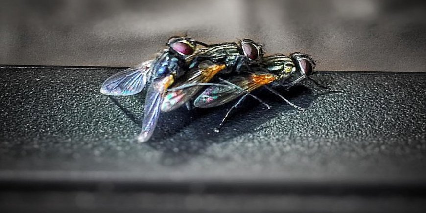 5 насекомых, из-за которых может произойти ДТП