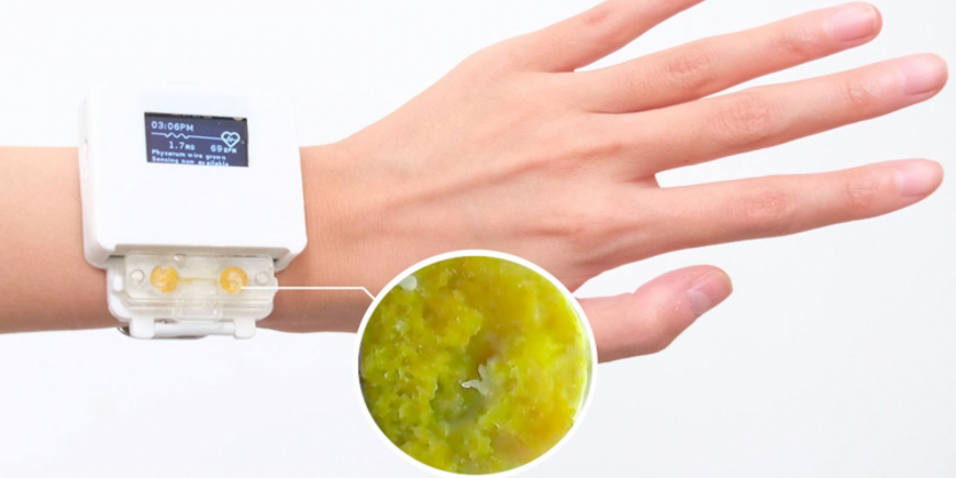 Учёные изобрели смарт-часы со слизевиком