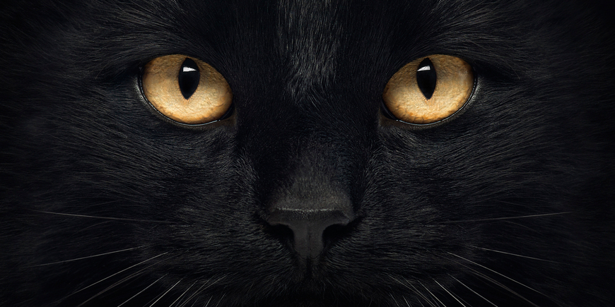 В США из приютов разобрали черных кошек