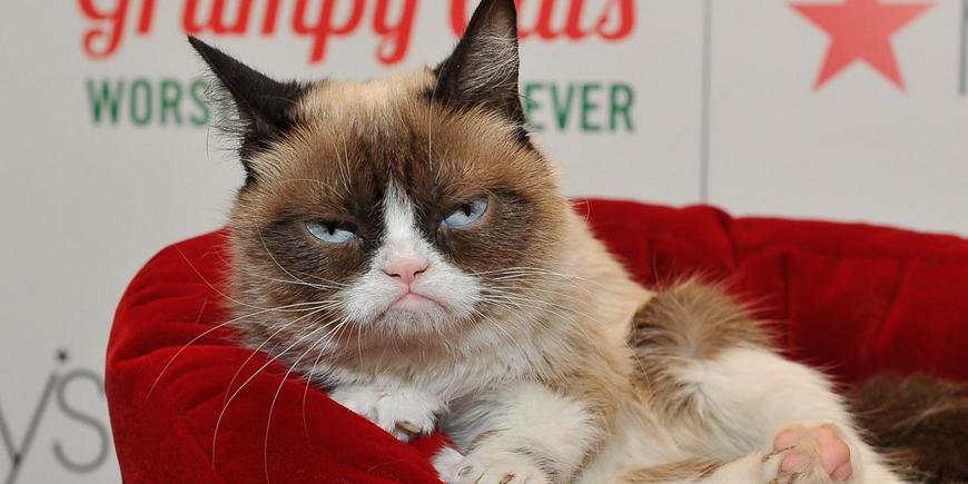Интернет попрощался с Grumpy Cat
