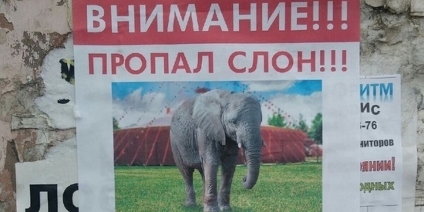 В Улан-Удэ пропал слон