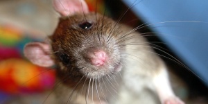 Jelfin Mouse - шарообразная мышь