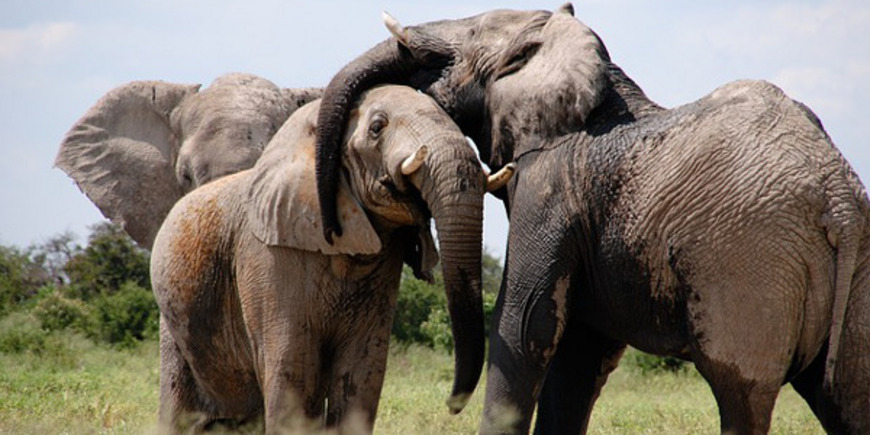 «Раздача слонов неэффективна»