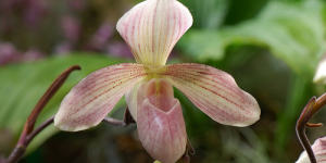 Орхидеи рода Башмачок