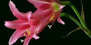  Амариллис - легендарный цветок