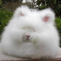 Ангорский кролик: сами с ушами