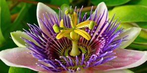 Пассифлора - тропическая красавица