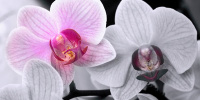 Орхидея (Orchidaceae)