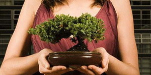 Комнатное растение бонсай