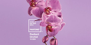 Цвет 2014 года - Radiant Orchid