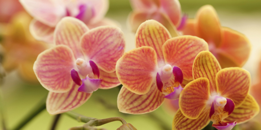 Правила посадки орхидеи