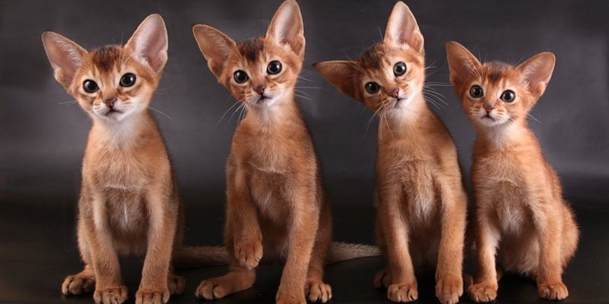 Чем хороши абиссинские кошки?