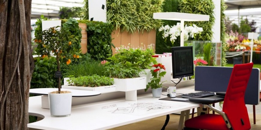 Какие растения завести в офисе и почему