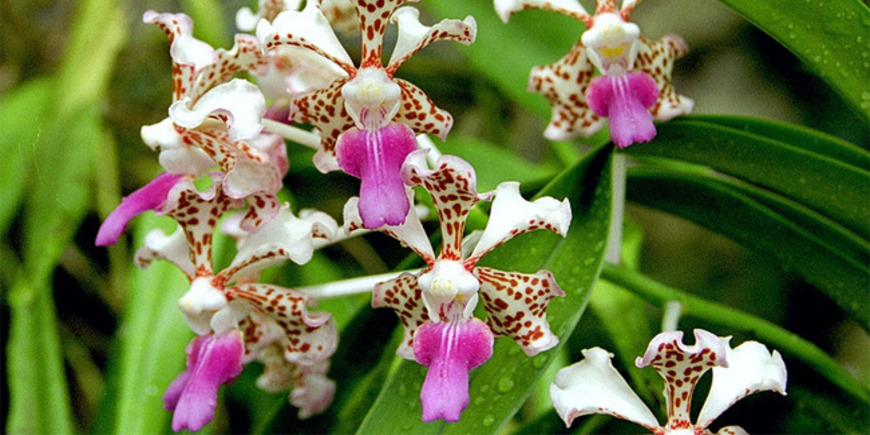 Орхидея Ванда – воздушный цветок