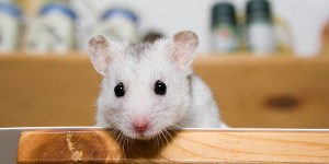 Японцы создали прозрачных мышей