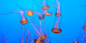 Возле пляжей Испании - нашествие медуз 