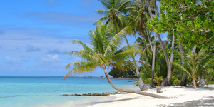 Сейшелы: репортаж с кокосовой пальмы
