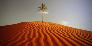 Кто живёт в песках пустыни Намиб