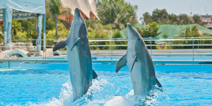 5 курортов с самыми известными дельфинариями