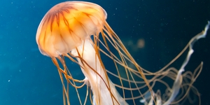 5 самых опасных медуз