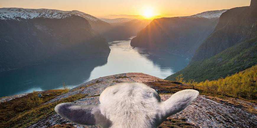 Овцы продемонстрируют красоты Норвегии