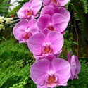 Как выращивать делоспермы и орхидеи