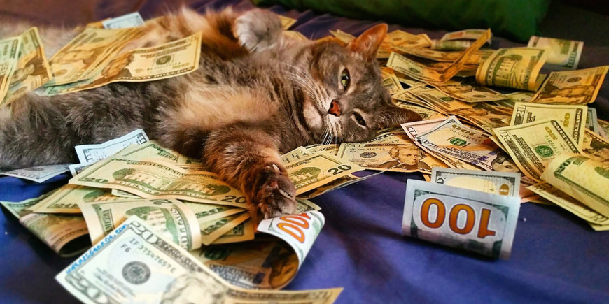 Как кошки привлекают финансы