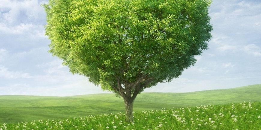Наше личное дерево хранит нас от бед