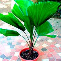 Комнатное растение Ликуала (Licuala)