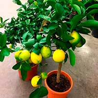Комнатное растение Лимон (Citrus)