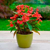 Многолетний садовый цветок Молочай (Euphorbia)
